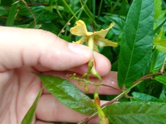 Mandevilla