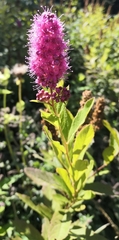 Spiraea douglasii