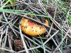 Amanita xanthocephala
