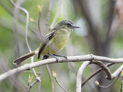 Tolmomyias sulphurescens