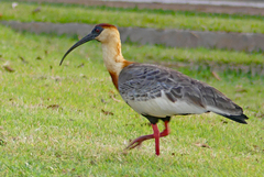 Theristicus caudatus
