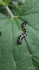 Acronyctodes mexicanaria