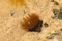 Actinia equina