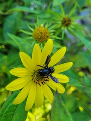 Megachile xylocopoides