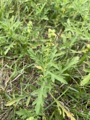 Ambrosia psilostachya