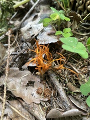 Calocera viscosa