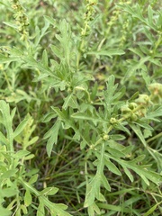 Ambrosia psilostachya