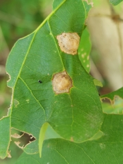 Callirhytis quercusfutilis