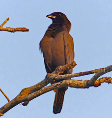 Cyanocorax cyanomelas