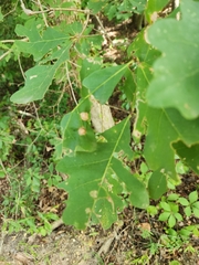 Callirhytis quercusfutilis