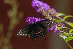 Papilio polyxenes asterius