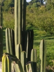 Lophocereus marginatus