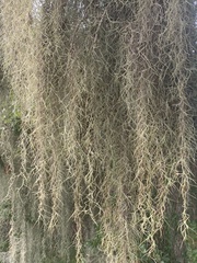 Tillandsia usneoides