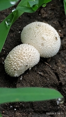 Lycoperdon