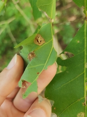 Callirhytis quercusfutilis