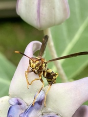 Polistes exclamans