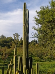 Lophocereus marginatus