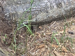 Clethrionomys glareolus