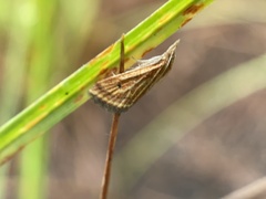 Microtheoris ophionalis