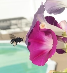 Melissodes bimaculatus