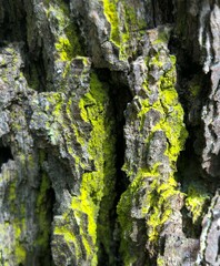 Chrysothrix candelaris