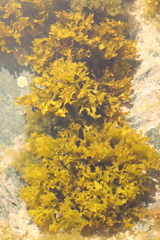 Chondrus crispus