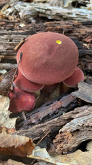 Baorangia bicolor