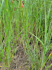 Ipomopsis aggregata aggregata