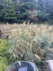 Miscanthus sinensis