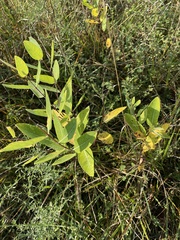 Apocynum cannabinum