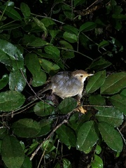 Pellorneum ruficeps