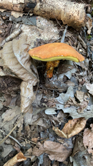 Suillus grevillei