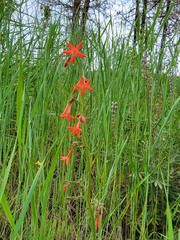 Ipomopsis aggregata aggregata