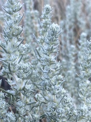 Krascheninnikovia lanata