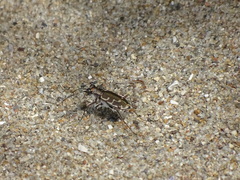 Cicindela repanda