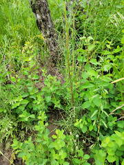 Ipomopsis aggregata aggregata