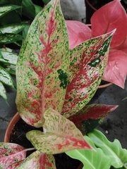 Aglaonema