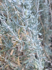 Krascheninnikovia lanata