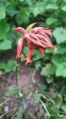 Dichromanthus cinnabarinus