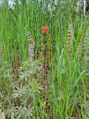 Ipomopsis aggregata aggregata