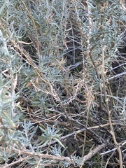 Krascheninnikovia lanata