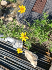 Wedelia hispida