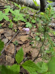 Calypso bulbosa