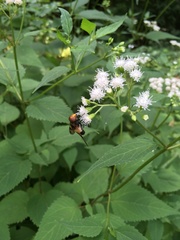 Volucella pellucens