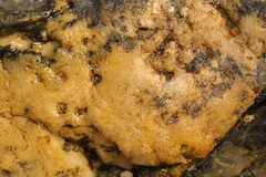 Halichondria panicea