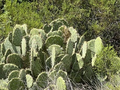 Opuntia arizonica