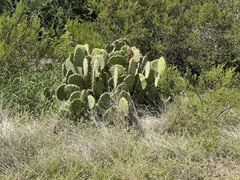 Opuntia arizonica