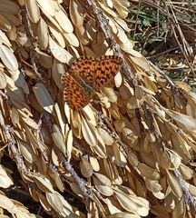 Boloria dia