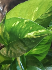 Epipremnum aureum