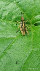 Sphenarium